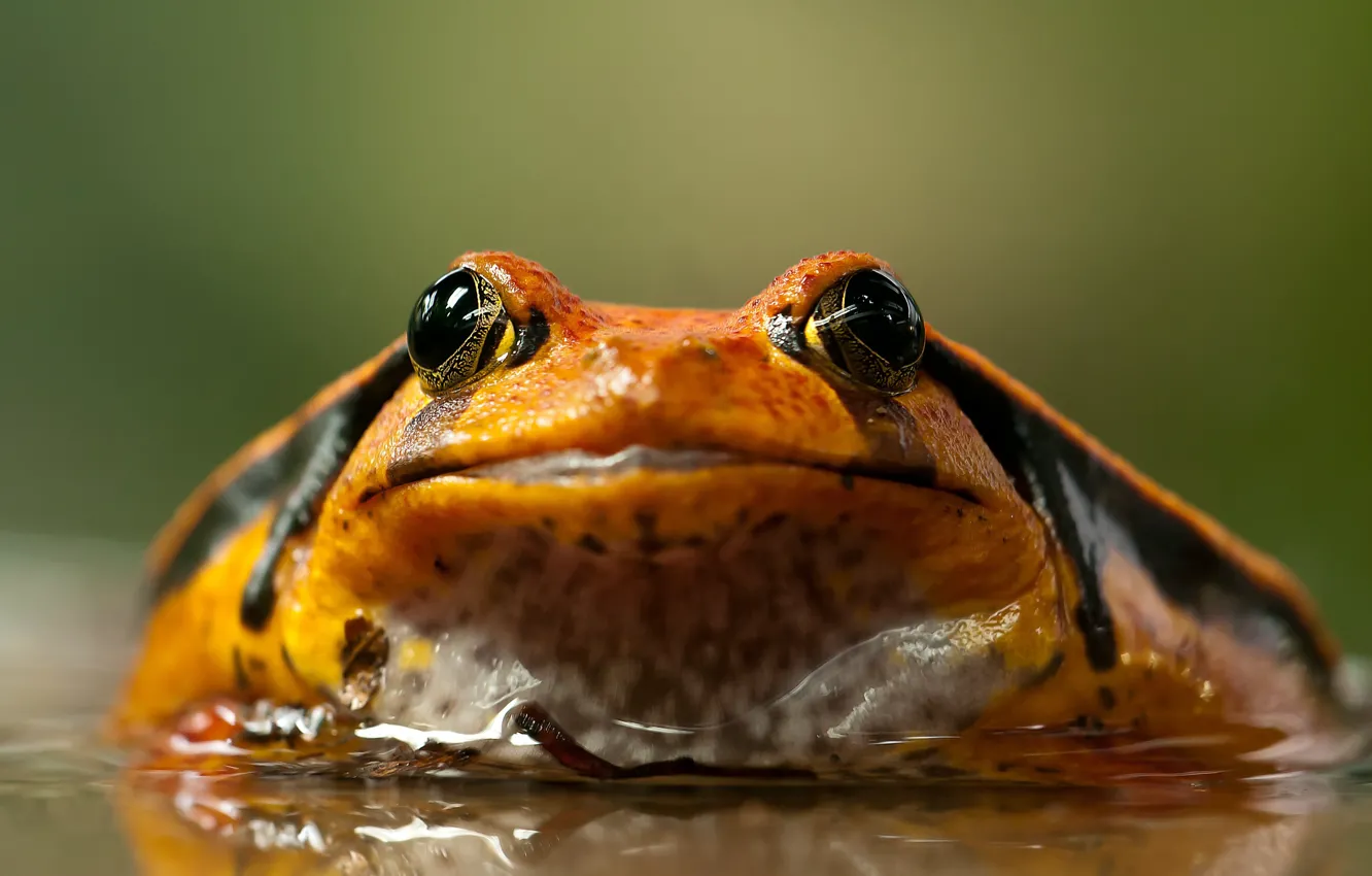 Photo wallpaper Animal, Frog, Amphibian