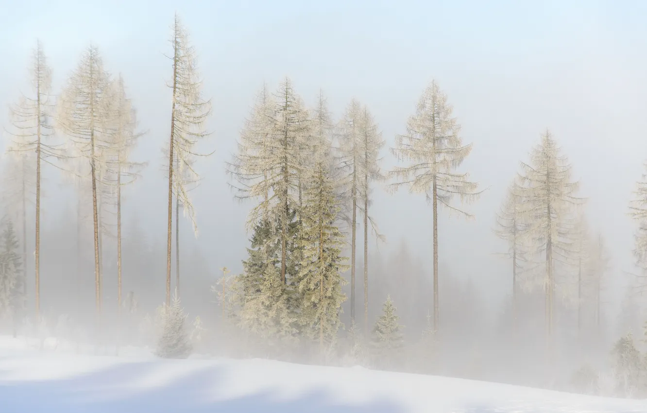 Photo wallpaper winter, snow, trees, fog, Austria, haze