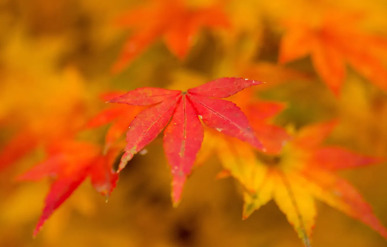 Photo wallpaper autumn, leaves, nature