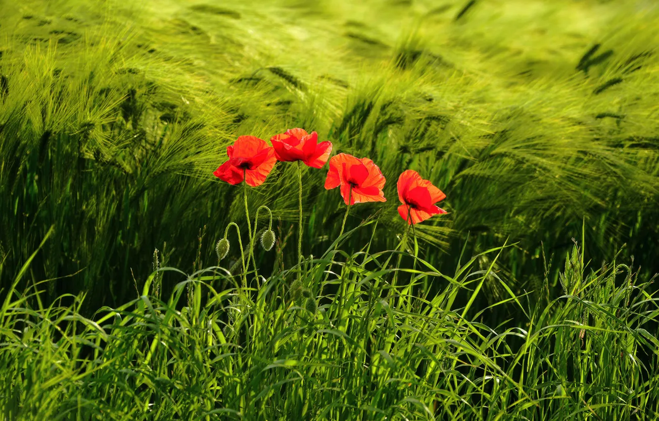 Photo wallpaper field, grass, flowers, Maki, ears