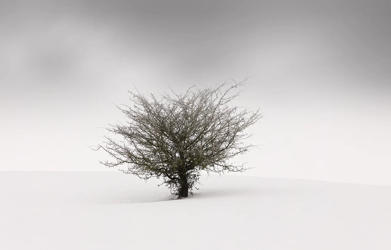 Photo wallpaper fog, background, tree