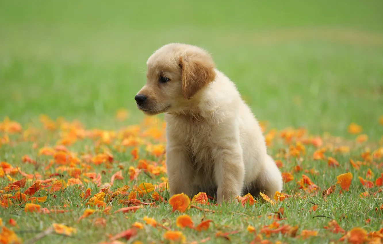 Photo wallpaper grass, flowers, Park, sweetheart, puppy, golden, lawn, puppy