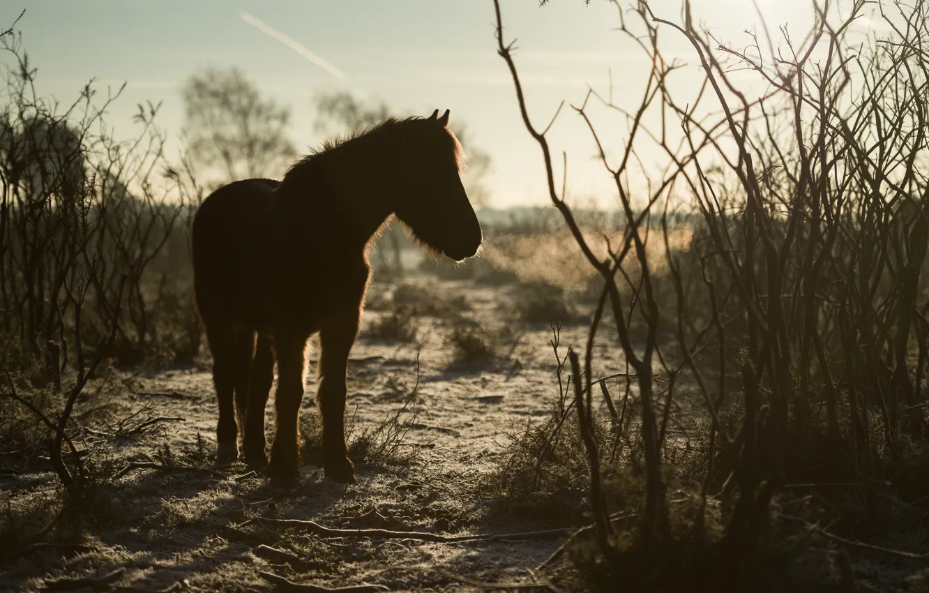 Photo wallpaper autumn, the sky, light, branches, nature, horse, horse, silhouette
