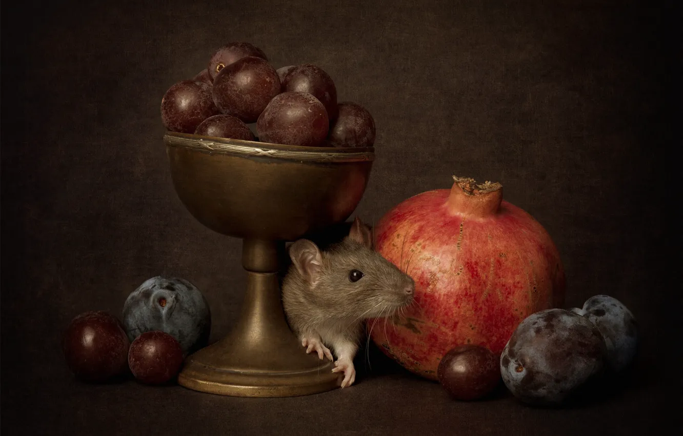 Photo wallpaper pose, mouse, mouse, muzzle, still life, rat