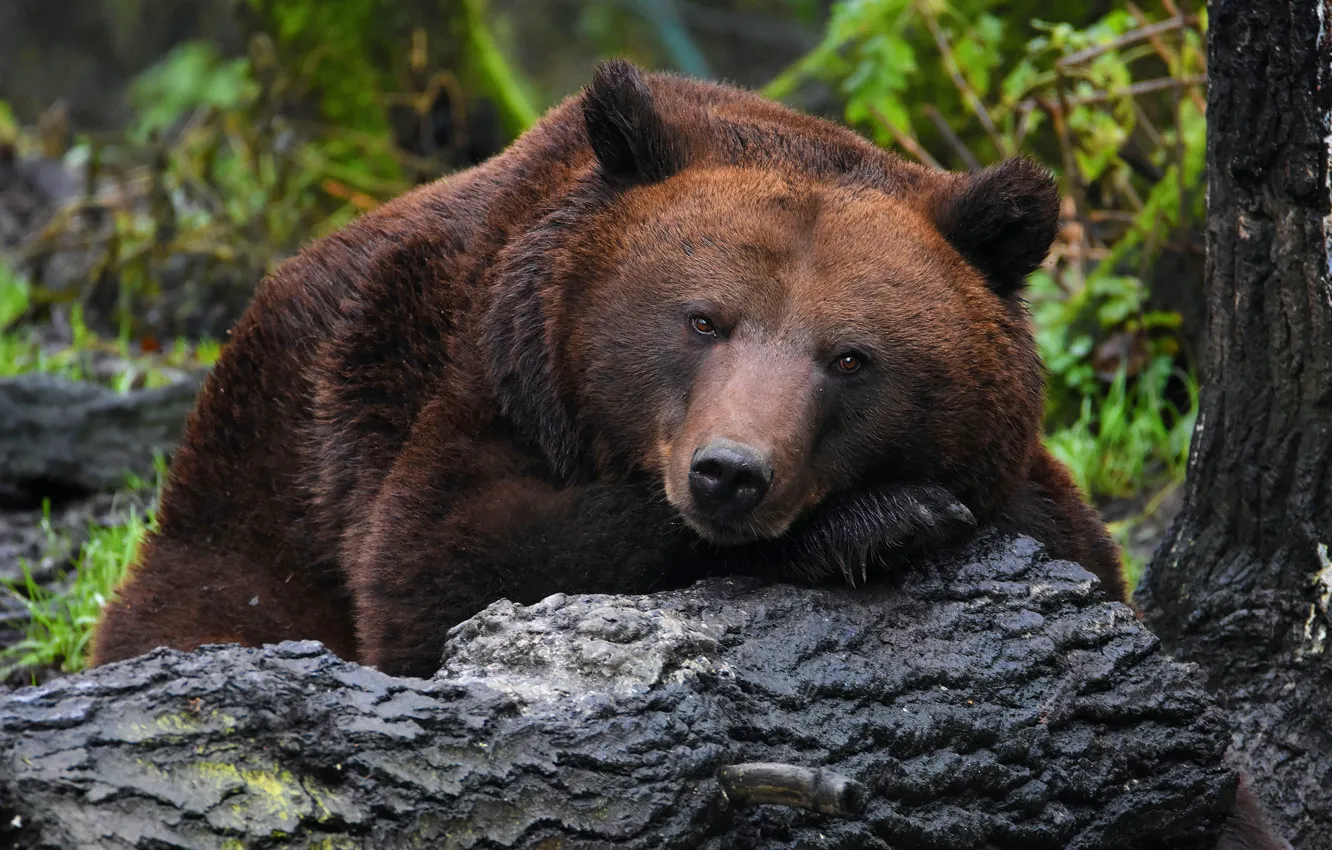 Photo wallpaper forest, look, close-up, background, portrait, paws, bear, bear