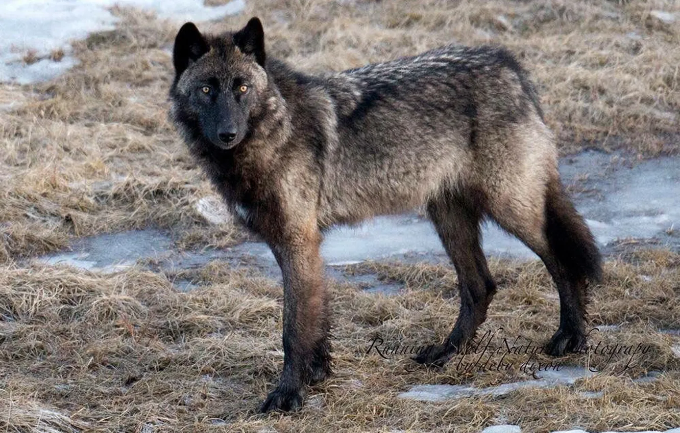 Photo wallpaper Predator, nature, snow, face, animal, wolf, canis lupus, wildlife