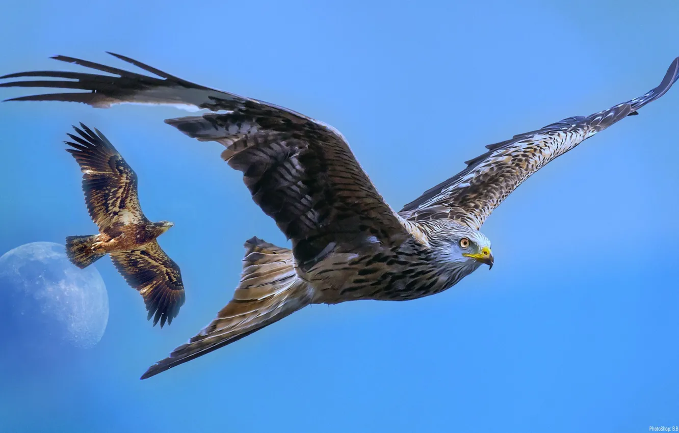 Photo wallpaper the sky, flight, eagle, planet