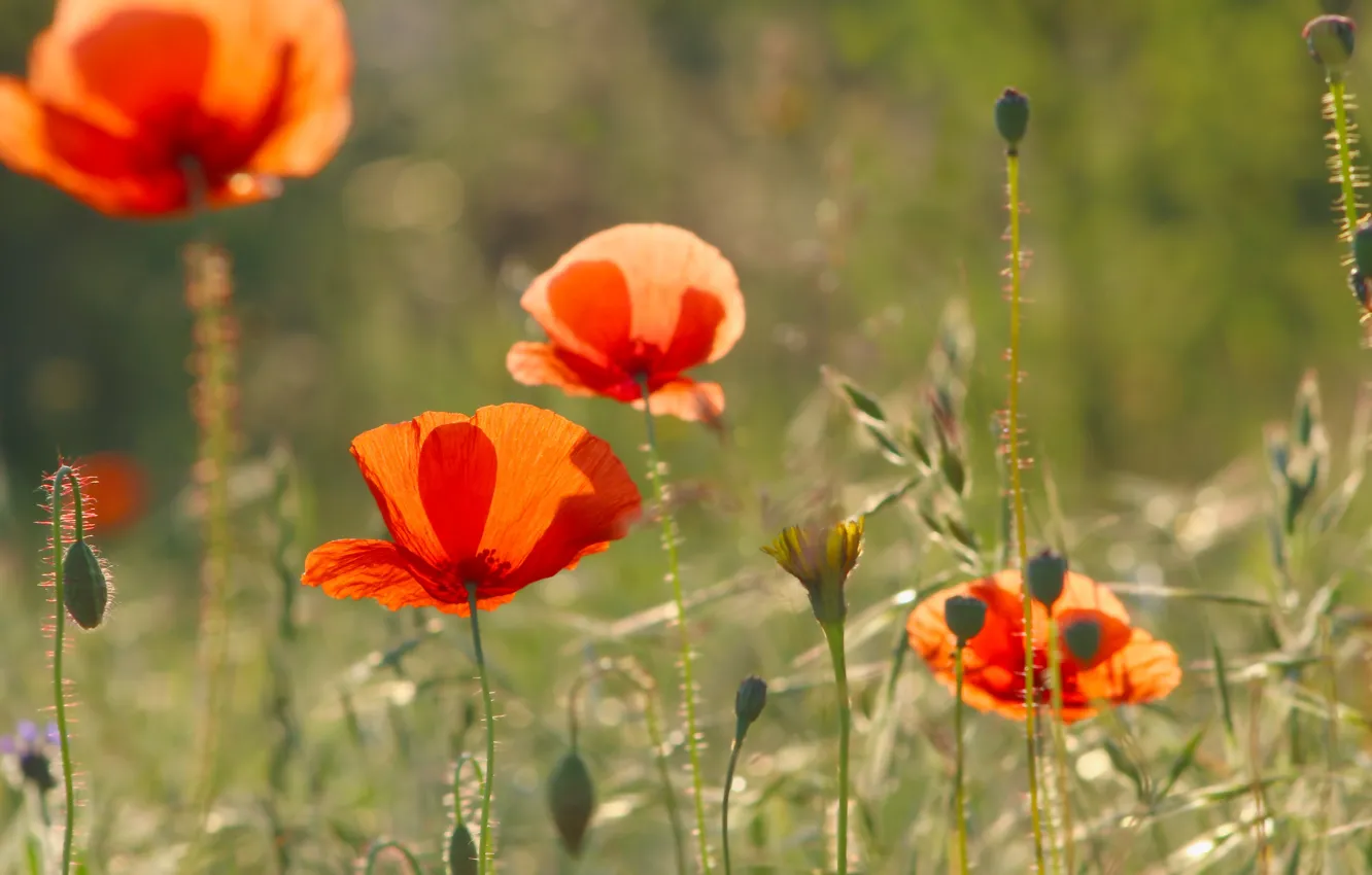 Photo wallpaper red, poppy, meadow, blooming