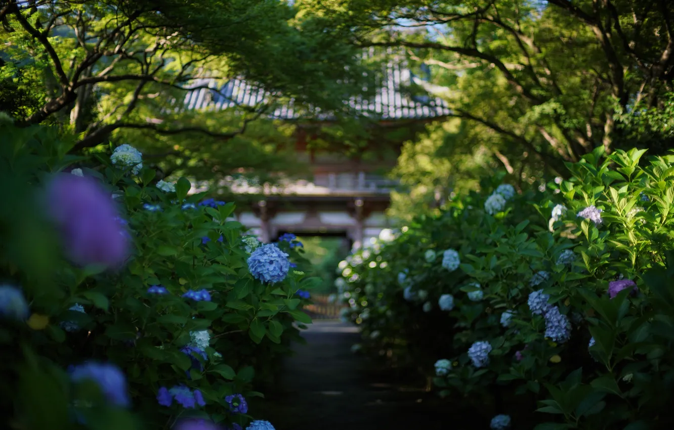 Photo wallpaper flowers, nature, Park, Japan, garden, hydrangea