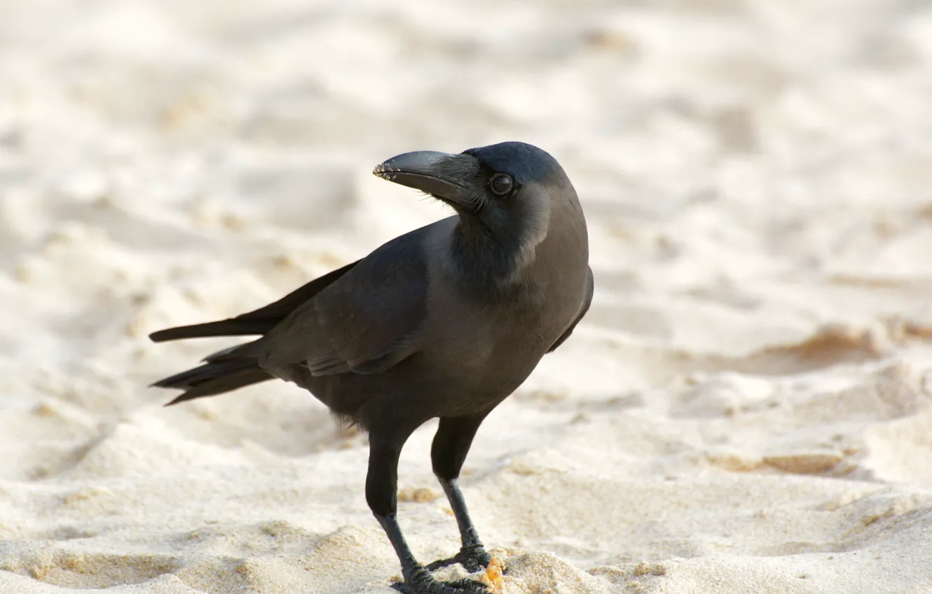 Photo wallpaper bird, Raven, on the beach, Sri Lanka
