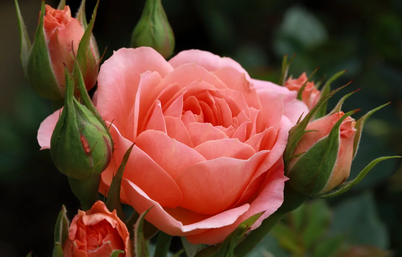 Photo wallpaper macro, roses, buds