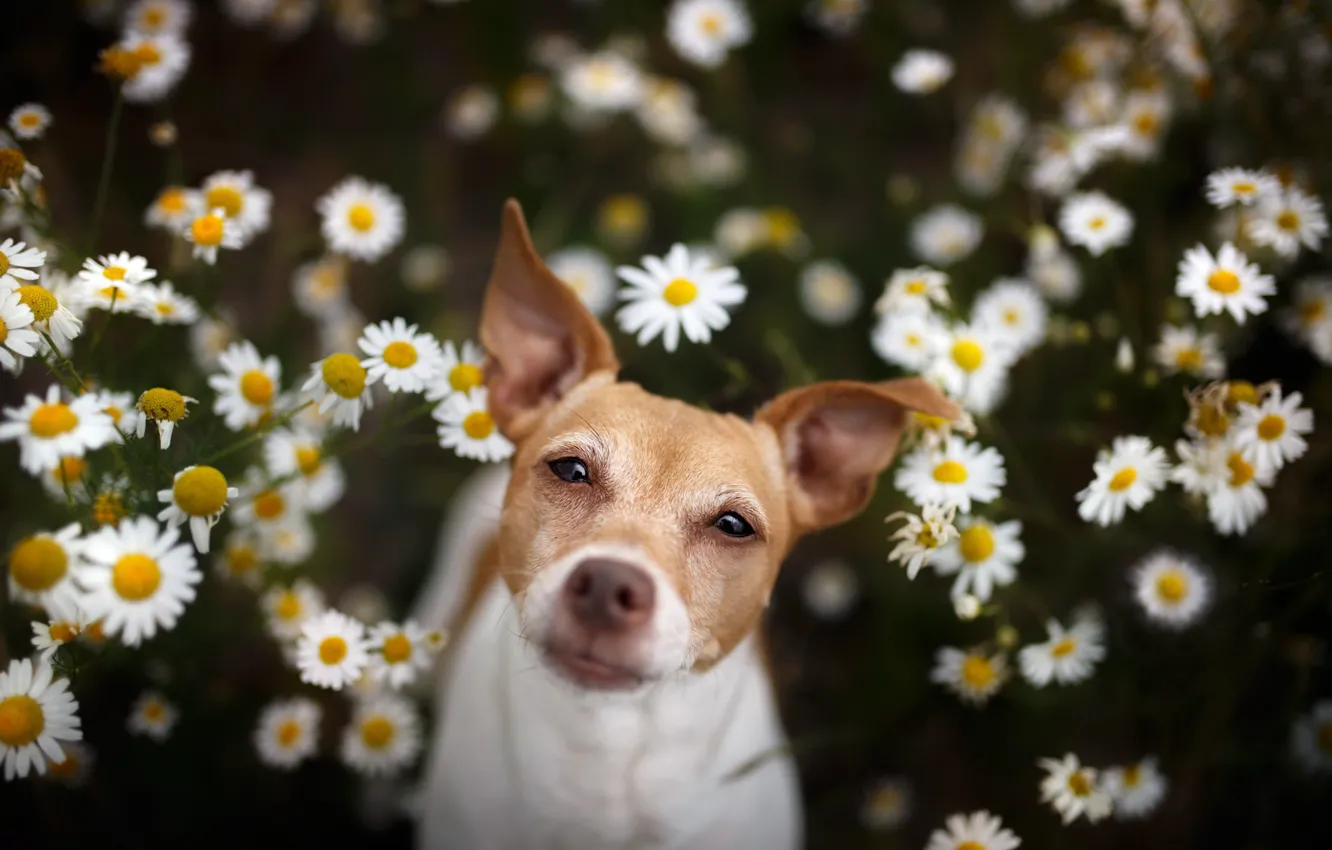 Photo wallpaper look, each, dog