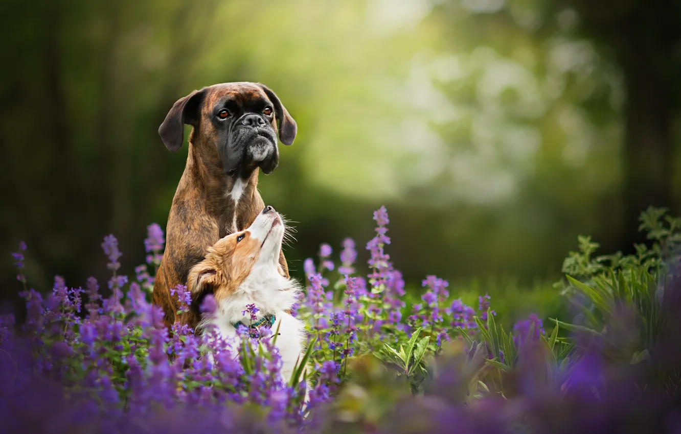 Photo wallpaper flowers, nature, two dogs, Tini and Sunny