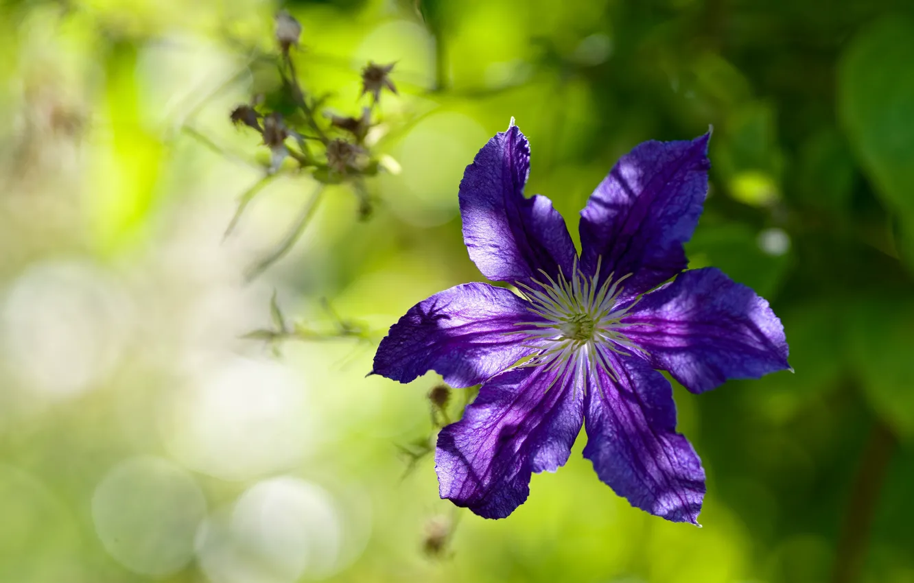 Photo wallpaper flower, purple, leaves, light, green, background, lilac, bokeh