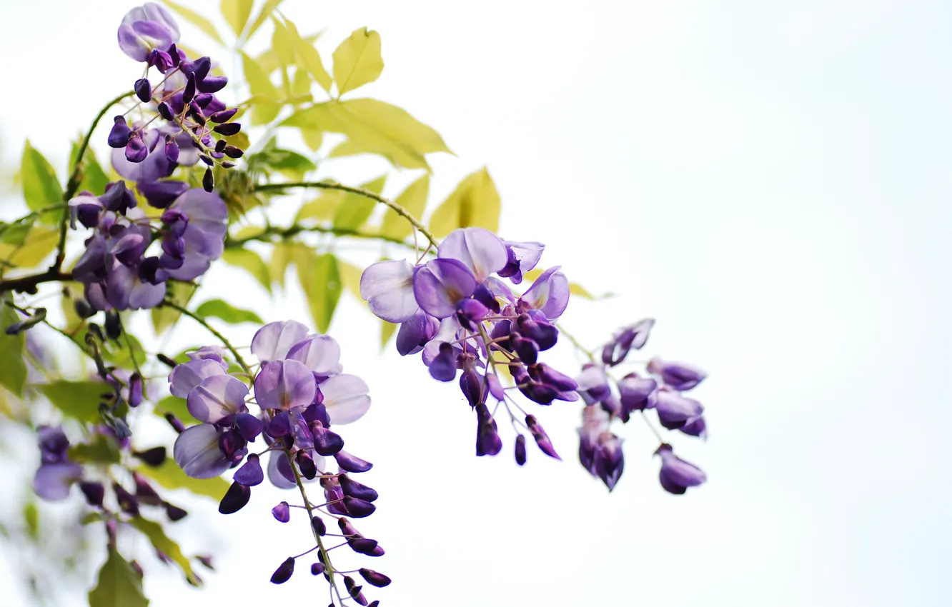 Photo wallpaper leaves, flowers, branches, white background, bunches, Wisteria