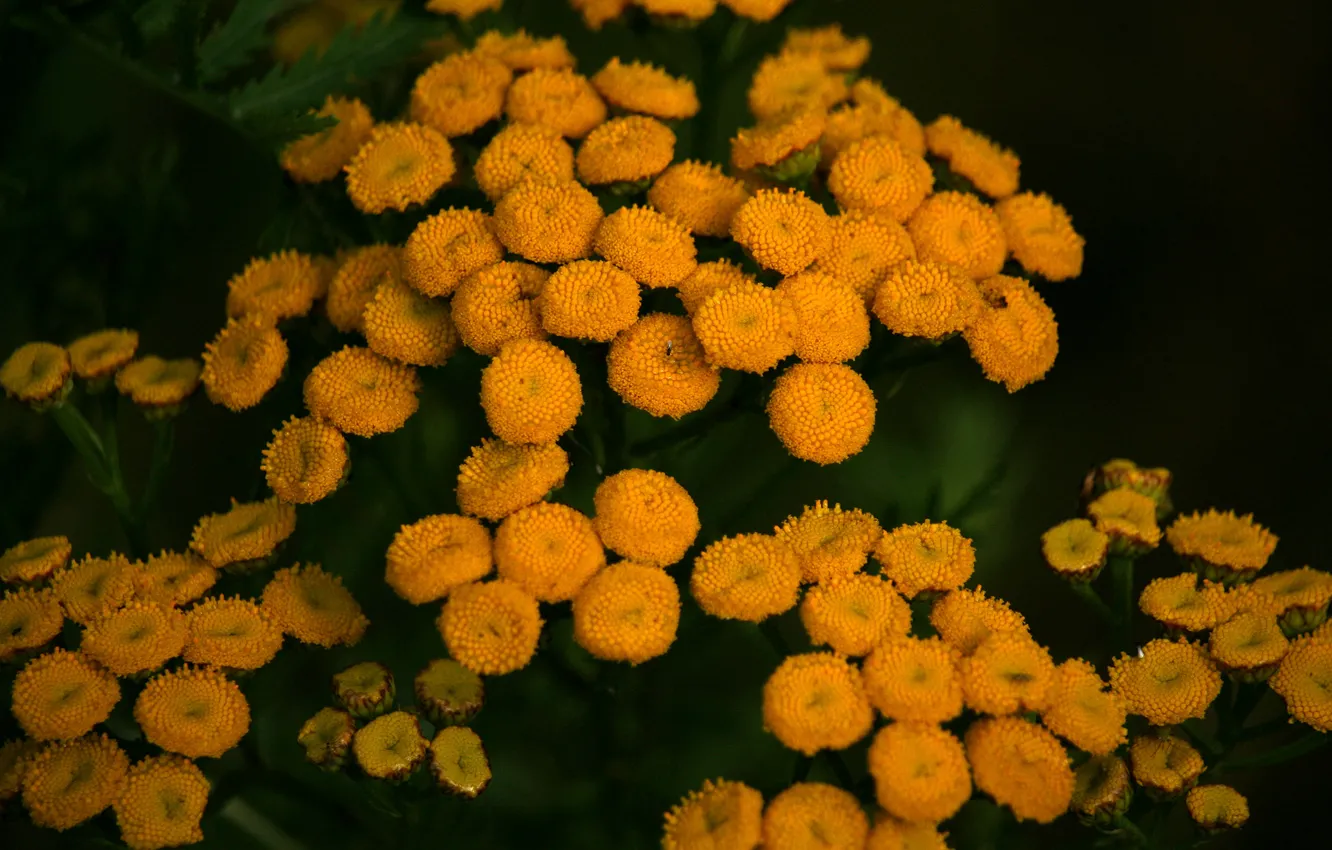 Photo wallpaper yellow, flowers, evening, tansy