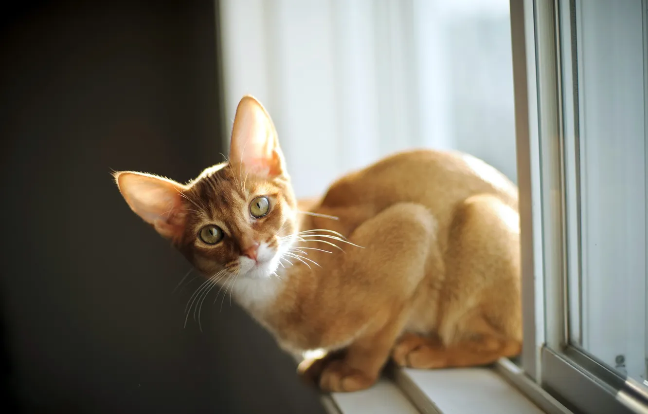 Photo wallpaper cat, look, window
