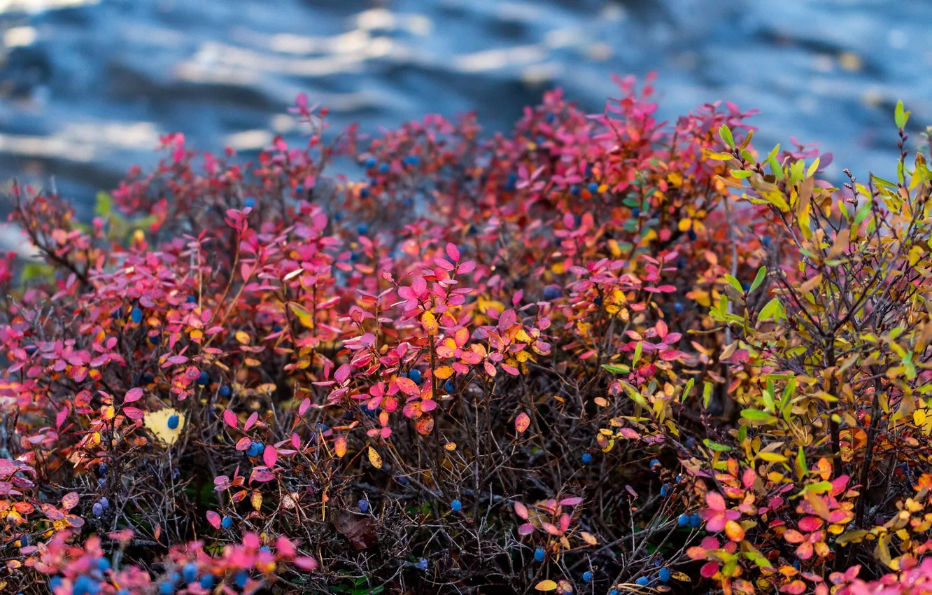 Photo wallpaper autumn, leaves, river, Bush, stream