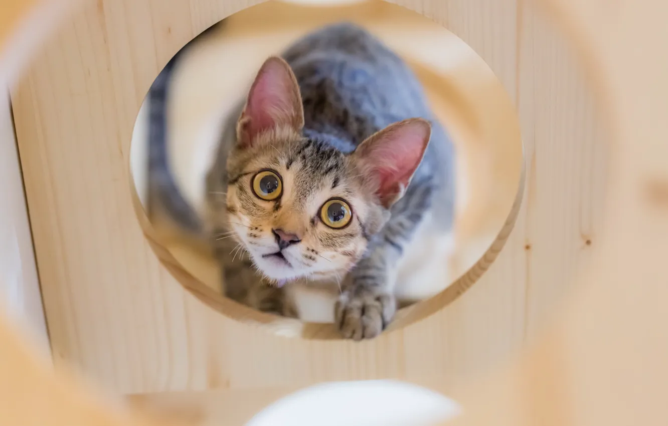 Photo wallpaper cat, look, background