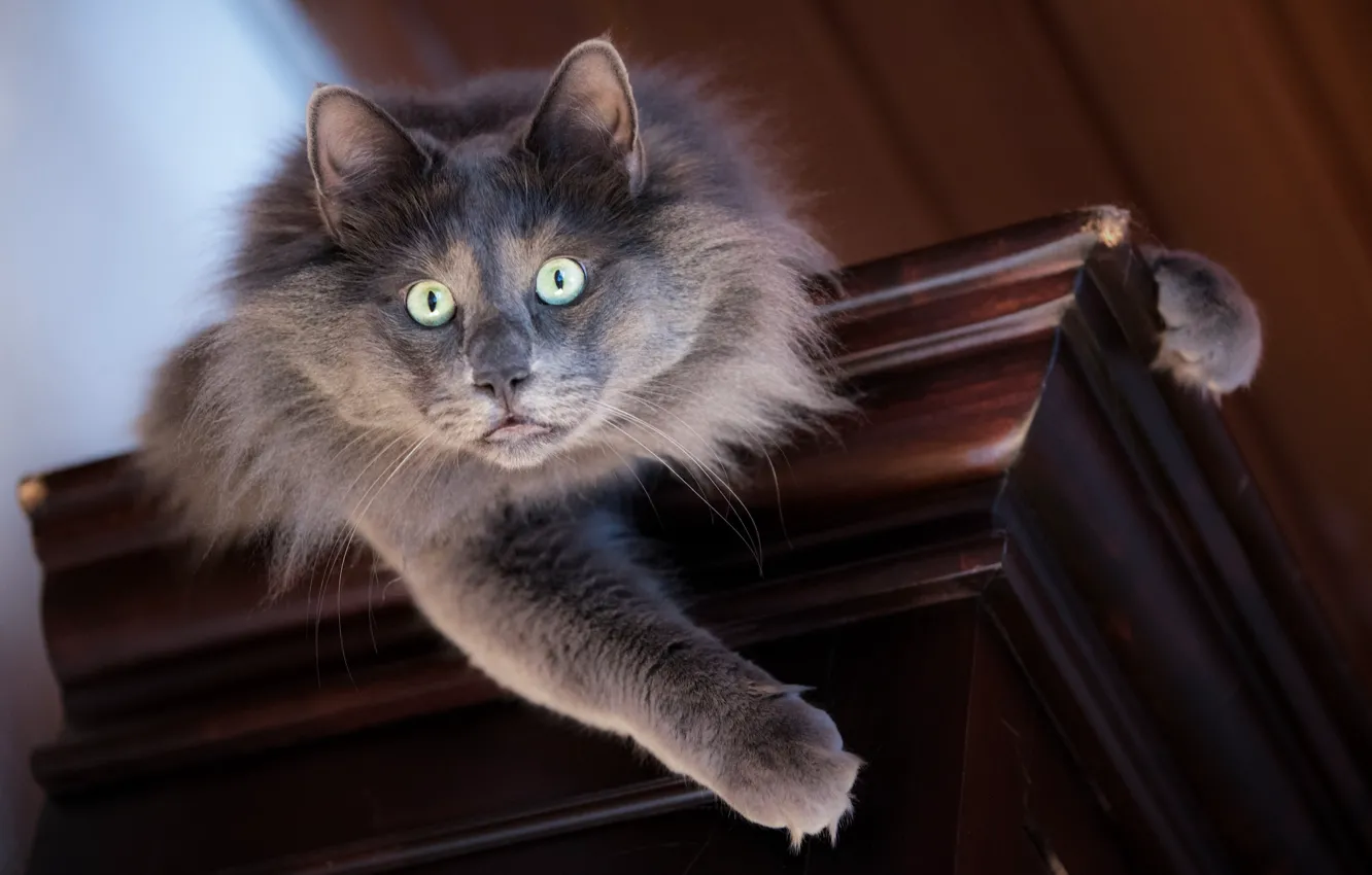 Photo wallpaper eyes, cat, look, wool