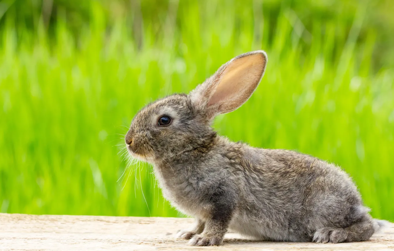 Photo wallpaper grass, grey, glade, hare, rabbit, baby, Bunny, bokeh