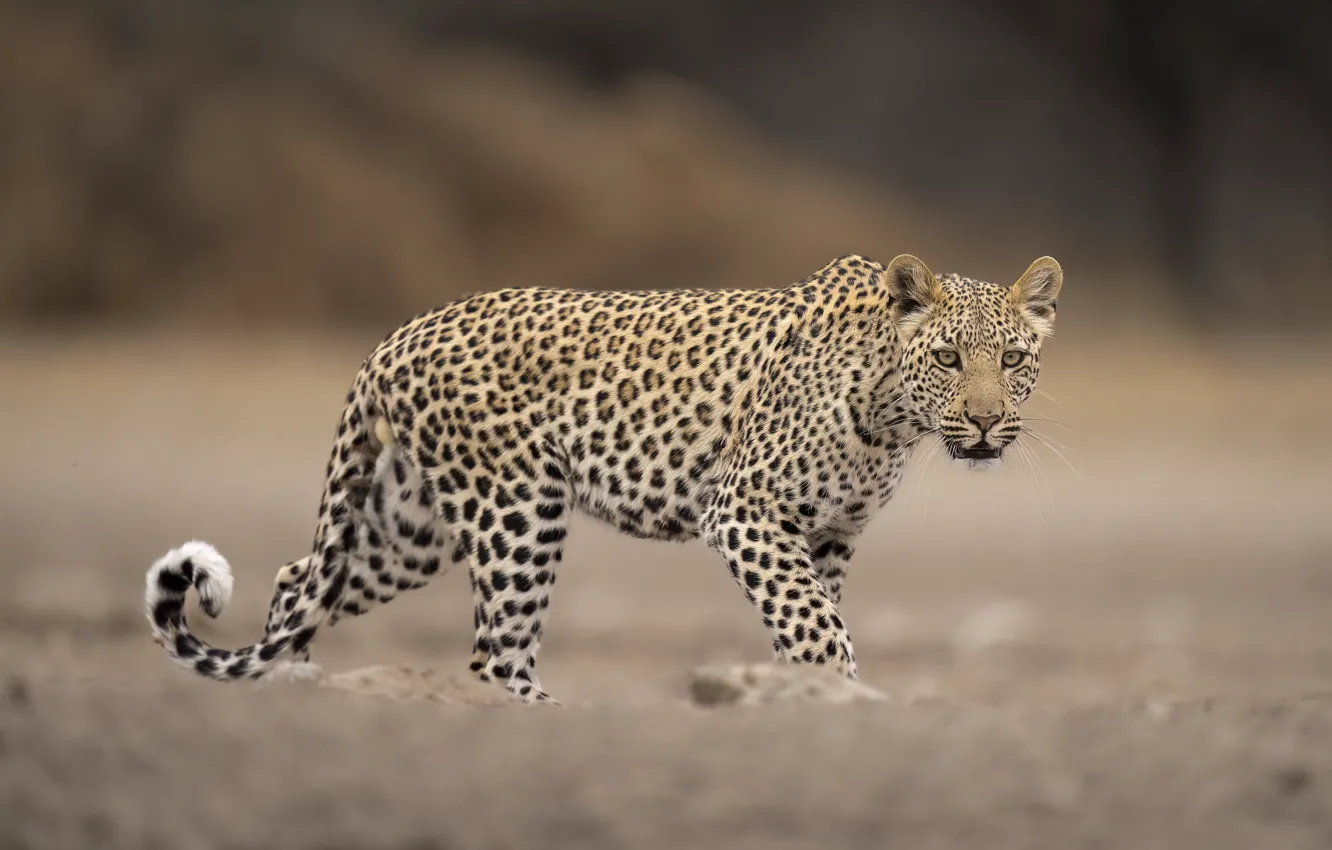 Photo wallpaper cat, predator, leopard, views