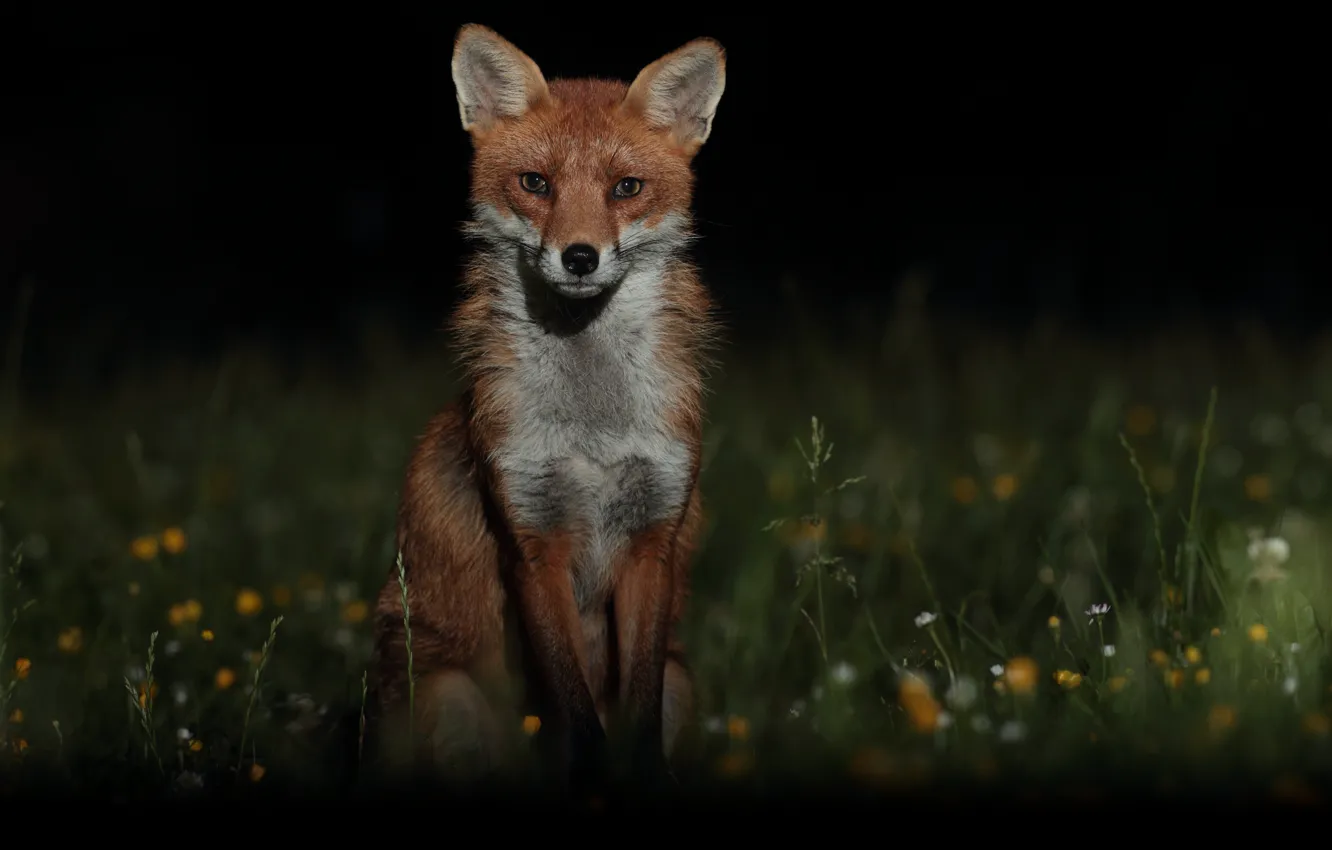 Photo wallpaper look, face, flowers, night, darkness, meadow, Fox, black background