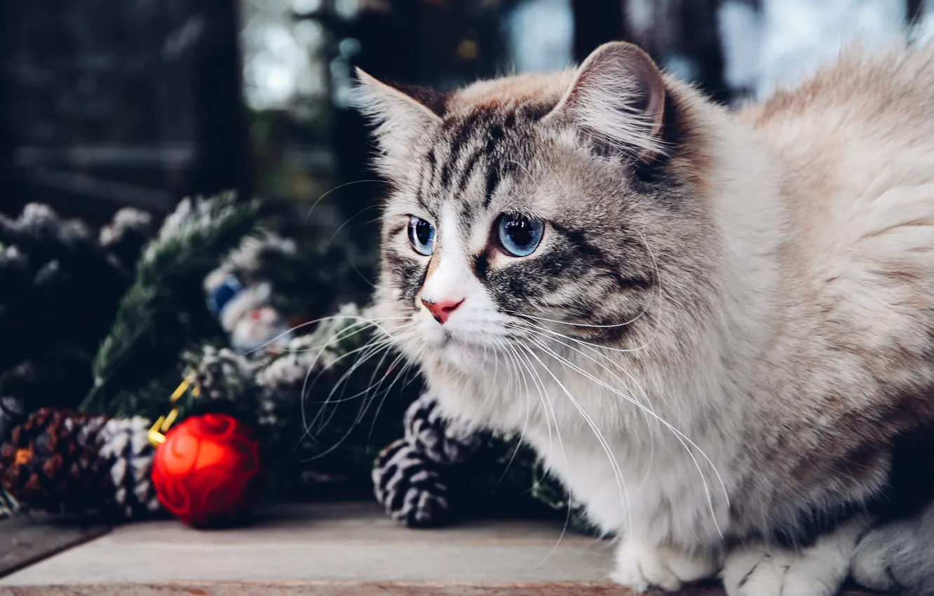 Photo wallpaper cat, cat, look, pose, portrait, Christmas, New year, blue eyes