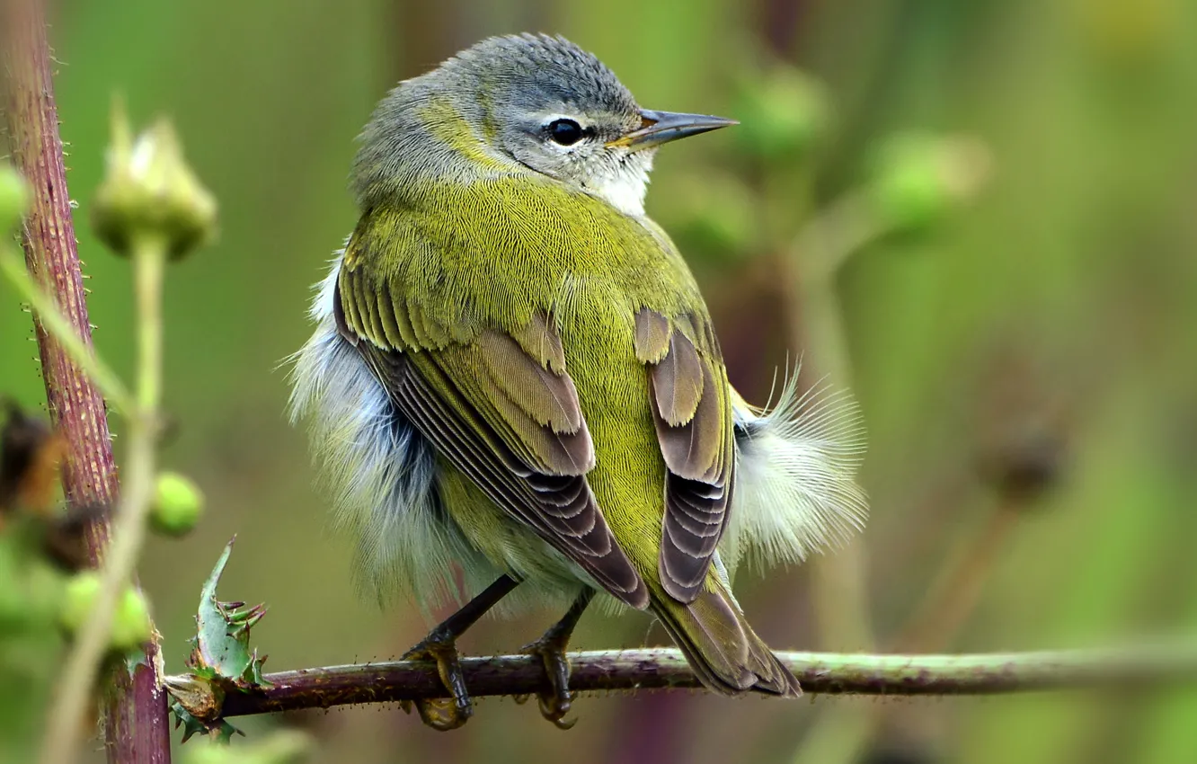 Photo wallpaper sprig, background, bird, bird, a feather, Wallpaper from lolita777