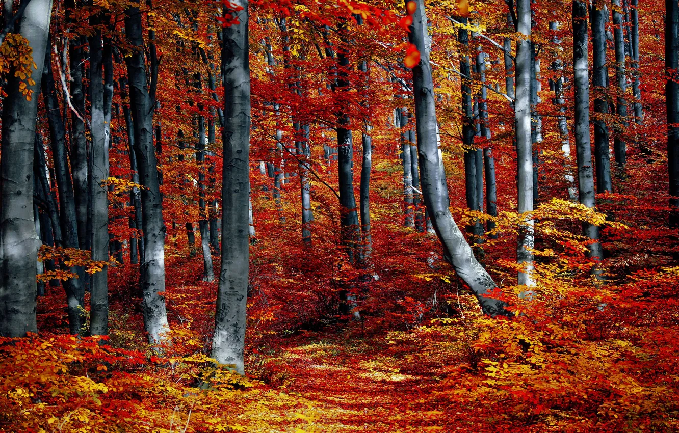 Photo wallpaper autumn, forest, leaves, trees, branches, Park, foliage, red