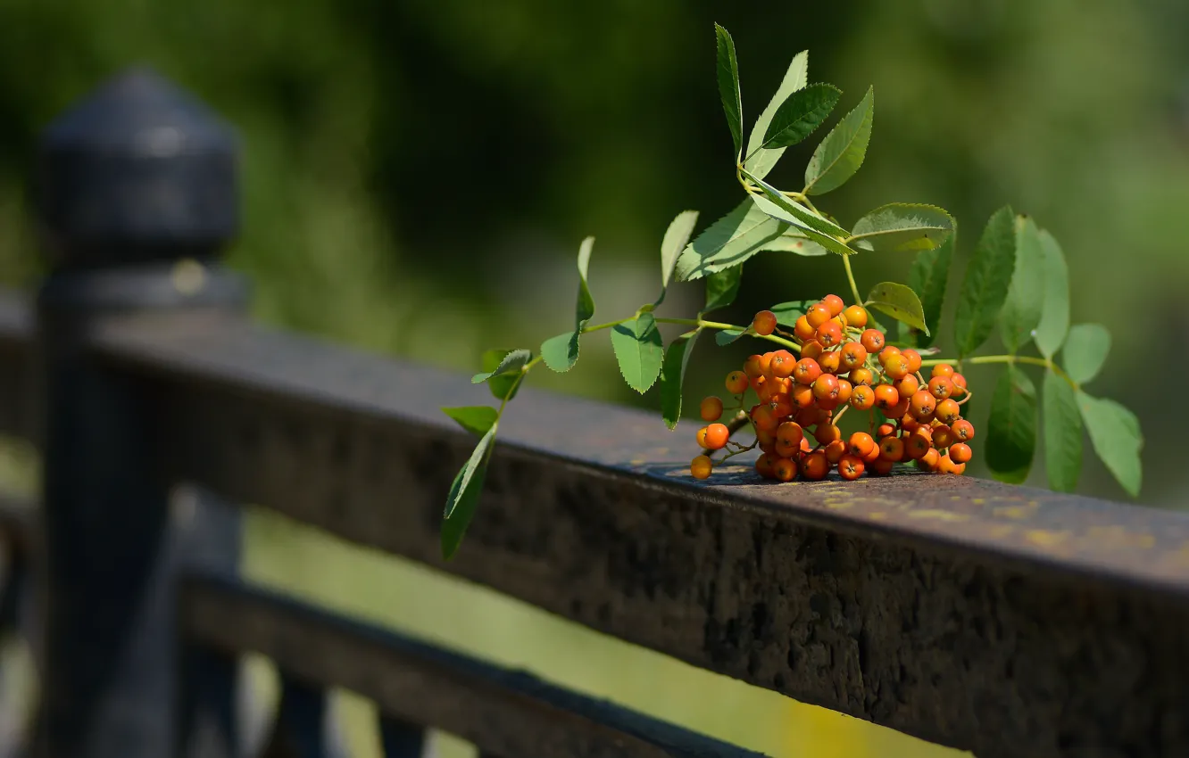 Photo wallpaper background, Rowan, autumn mood