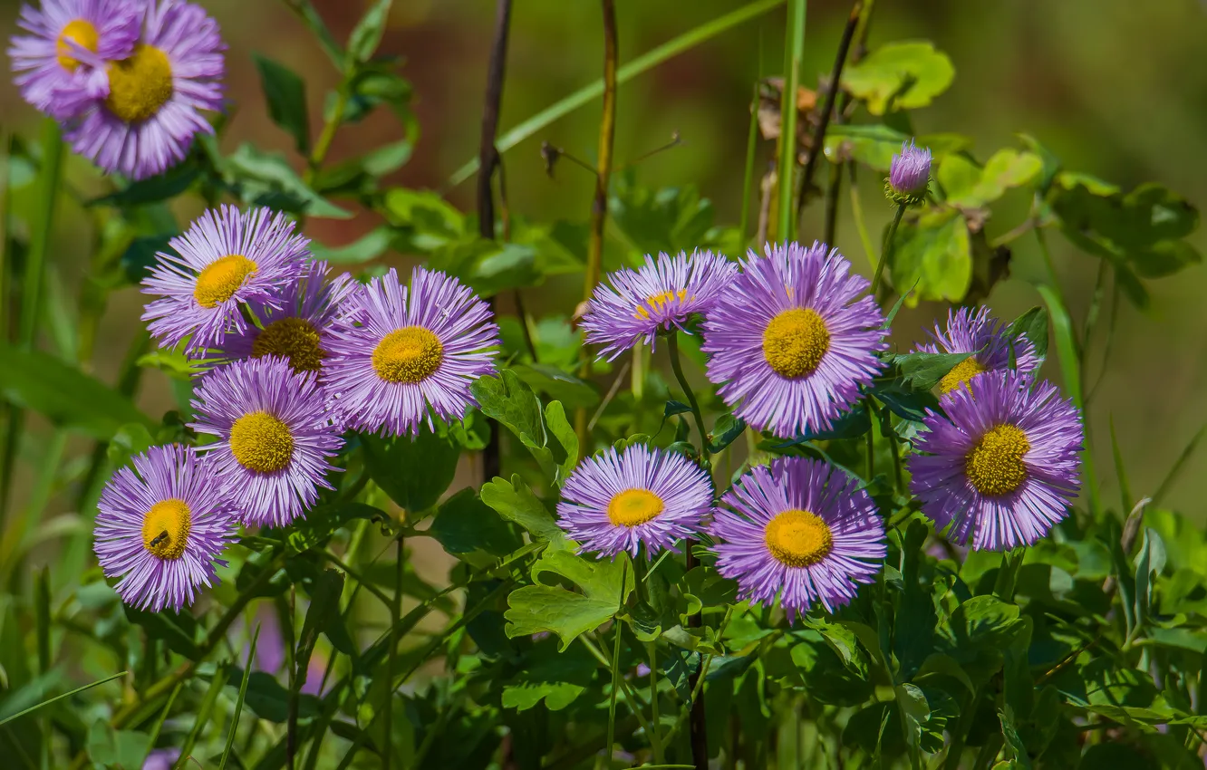 Photo wallpaper summer, flowers, nature, mood