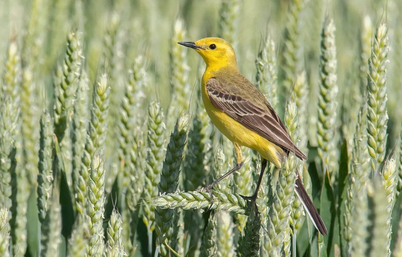 Photo wallpaper wheat, bird, ears