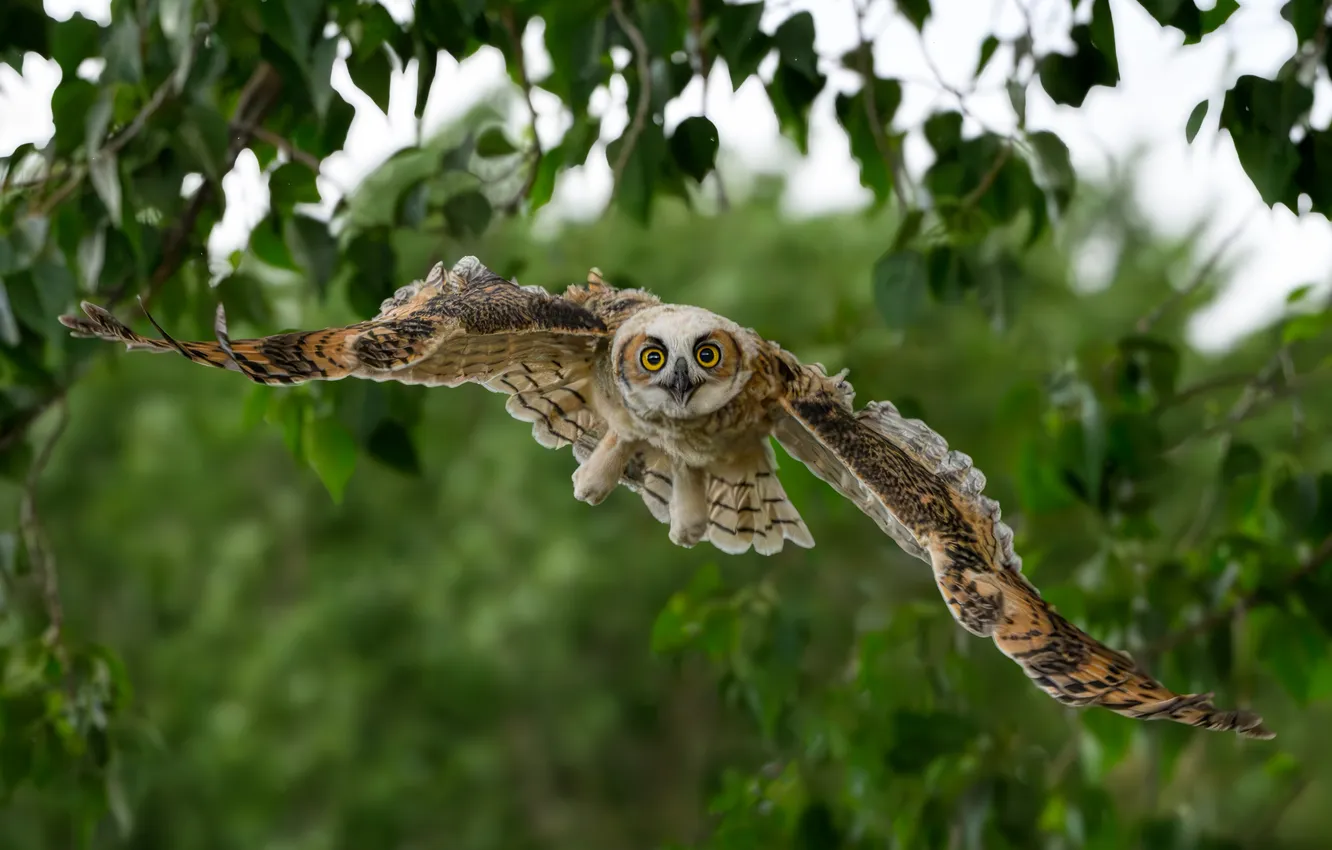 Photo wallpaper greens, look, flight, branches, nature, owl, bird, foliage