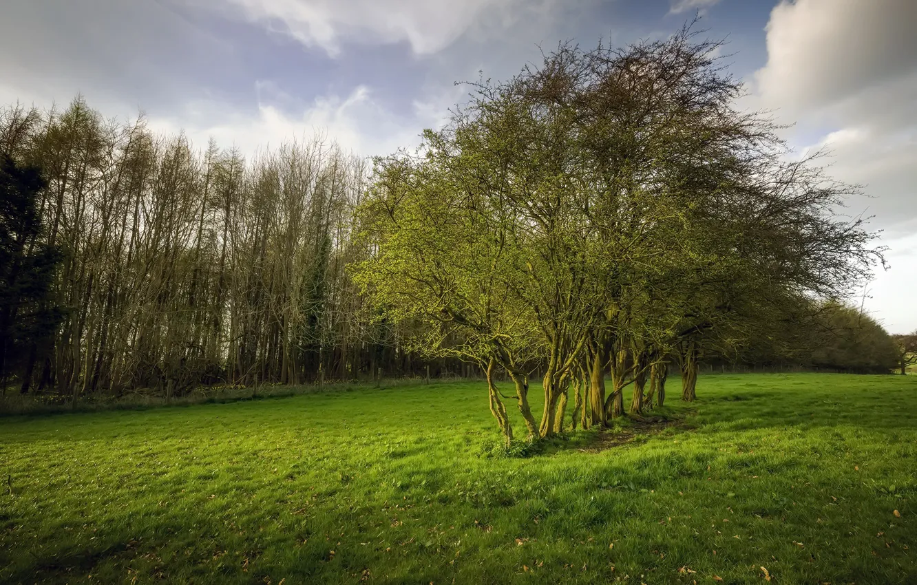 Photo wallpaper field, tree, spring