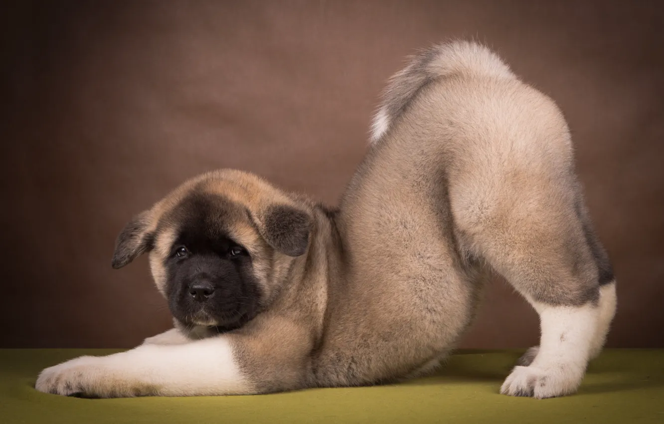 Photo wallpaper pose, puppy, American Akita