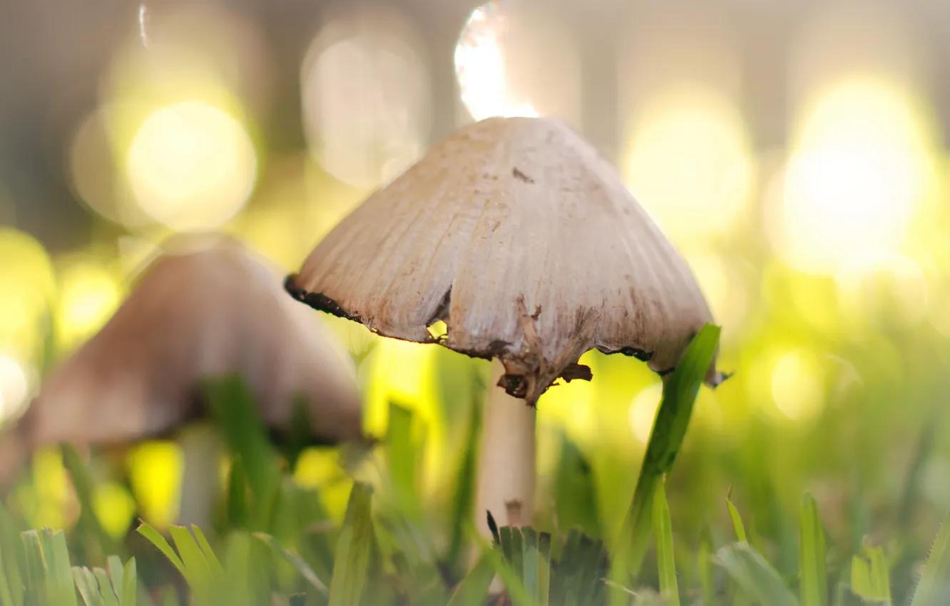 Photo wallpaper macro, nature, mushrooms