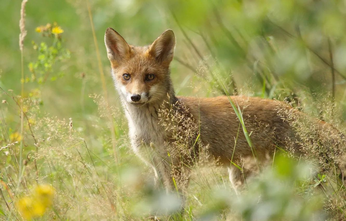 Photo wallpaper grass, animal, Fox