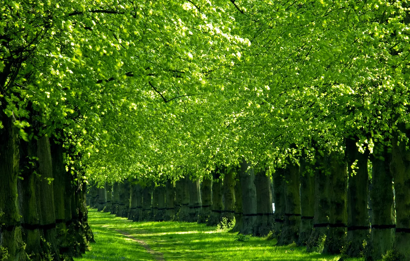 Photo wallpaper greens, trees, nature, spring, alley
