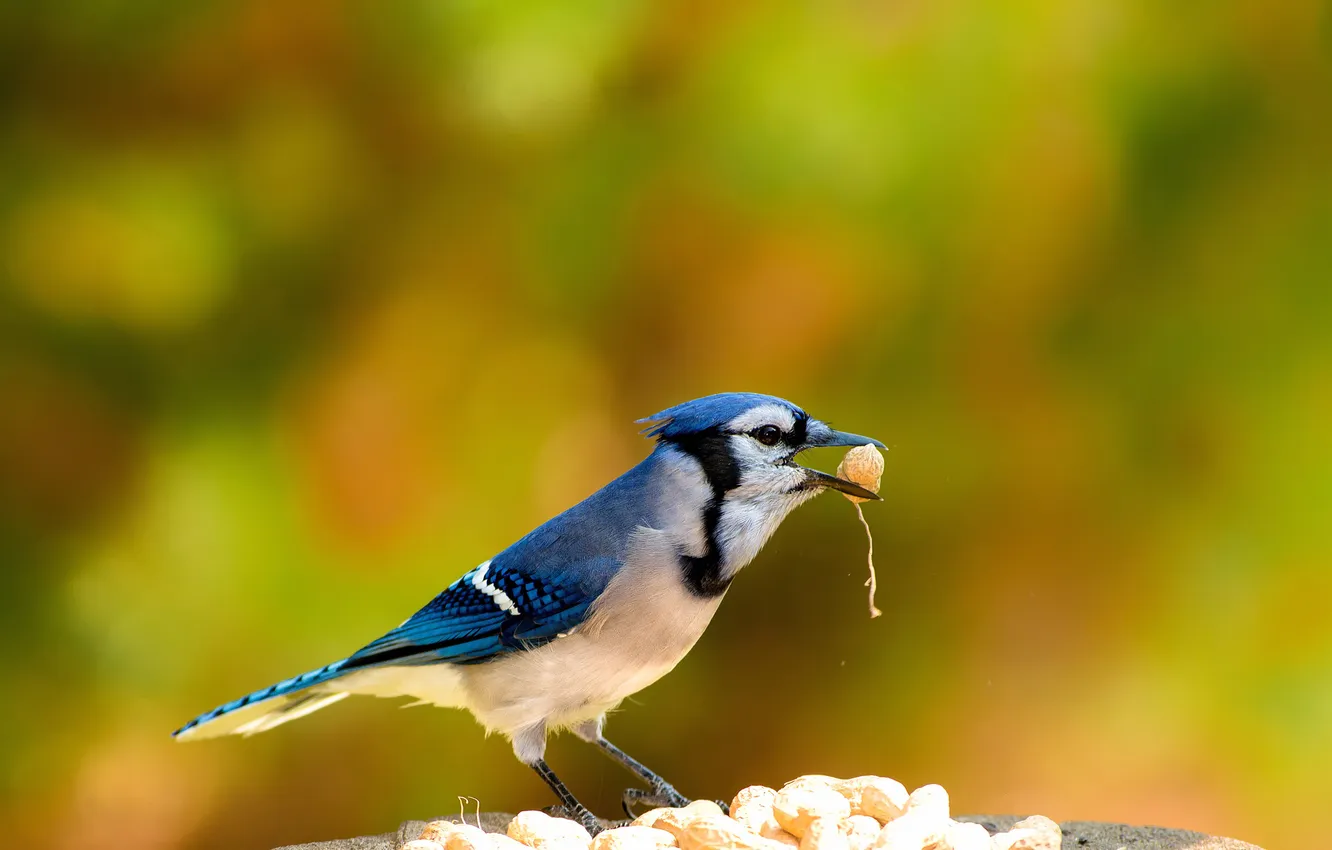 Photo wallpaper background, bird, food, nuts