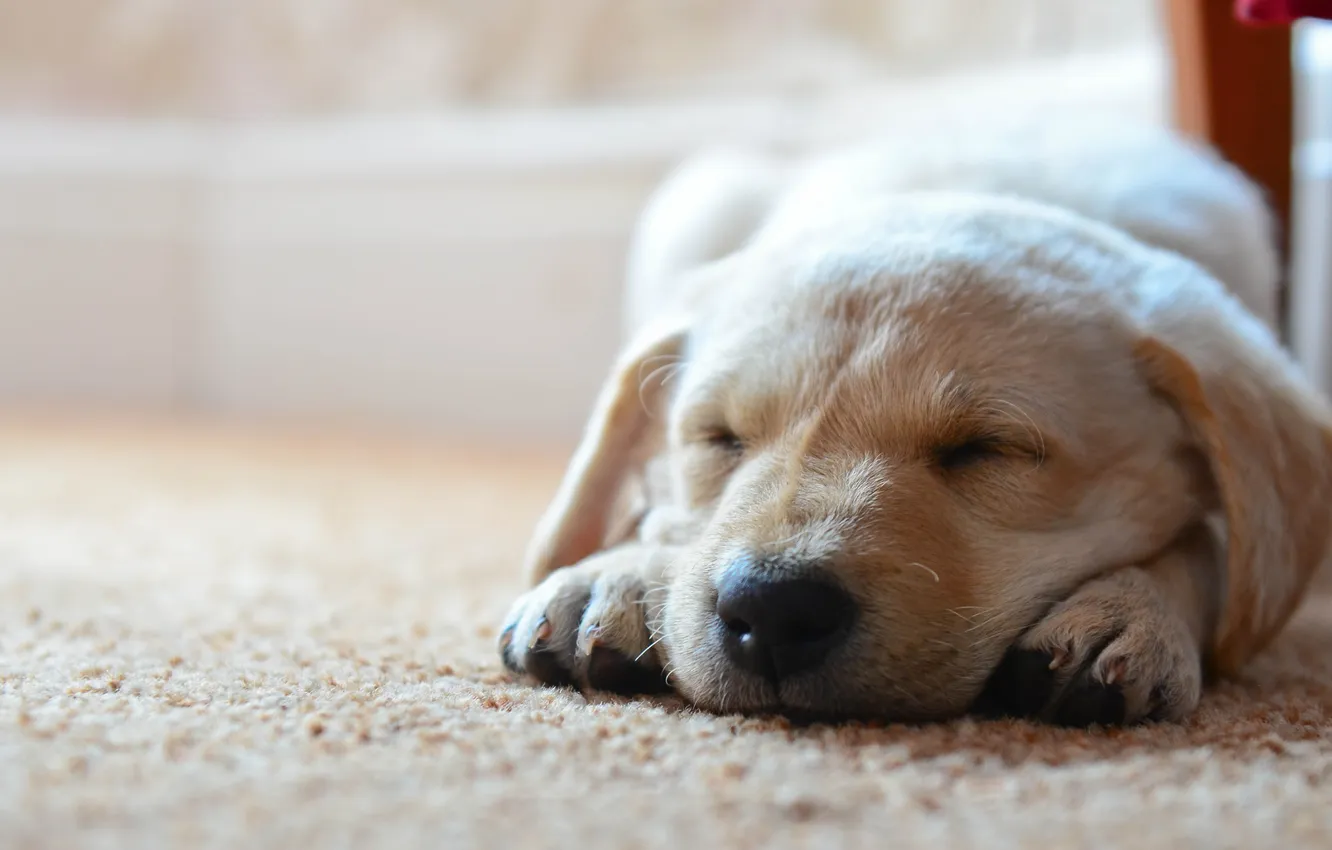 Photo wallpaper carpet, dog, sleeping, dog, on the floor