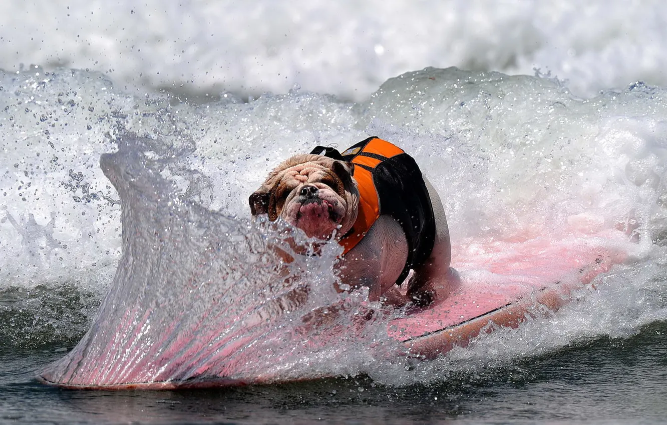 Photo wallpaper squirt, wave, dog, Board
