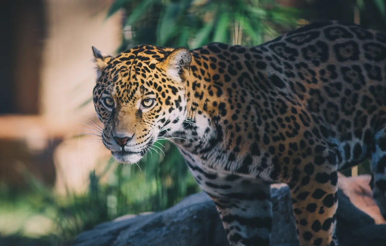 Photo wallpaper face, light, predator, spot, Jaguar, wild cat