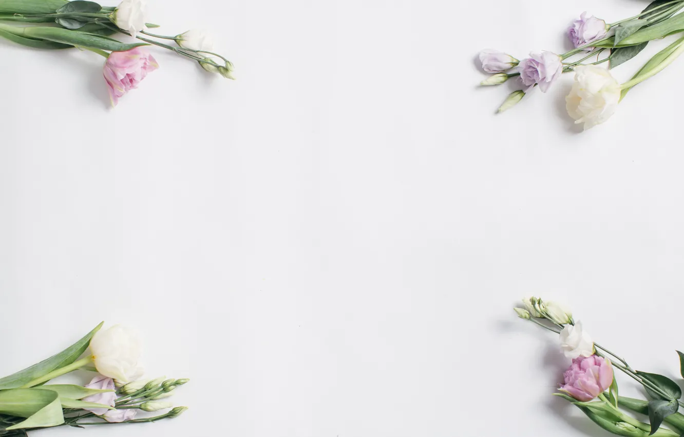 Photo wallpaper flowers, tulips, white, fresh, pink, flowers, beautiful, tulips