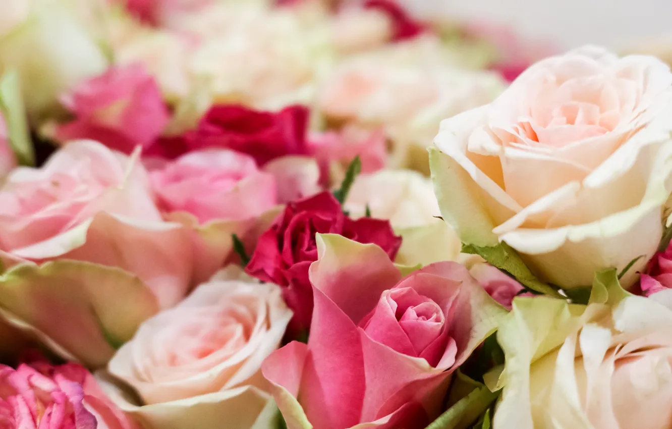 Photo wallpaper flowers, roses, bouquet, buds, Yarovoy Aleksandr