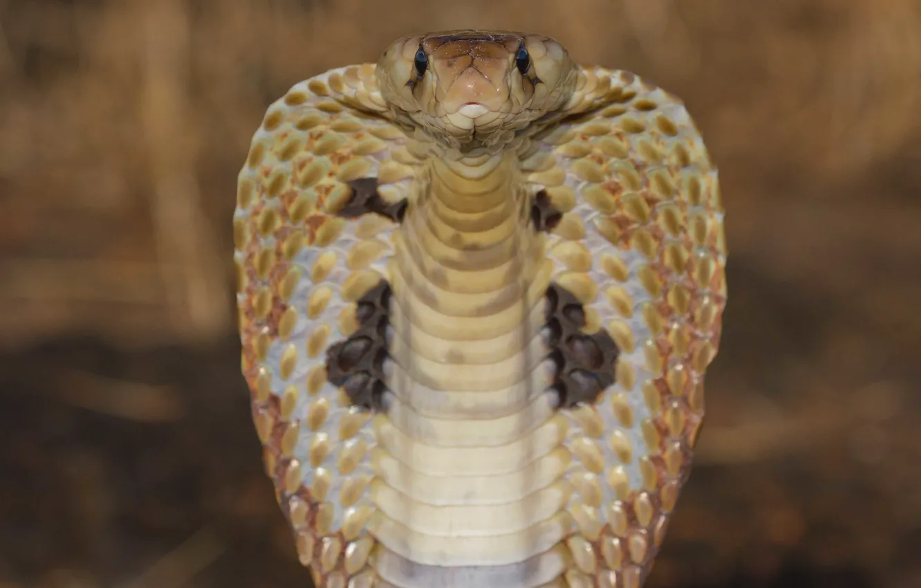 Photo wallpaper viper, close-up, reptile, cobra snake, king cobra