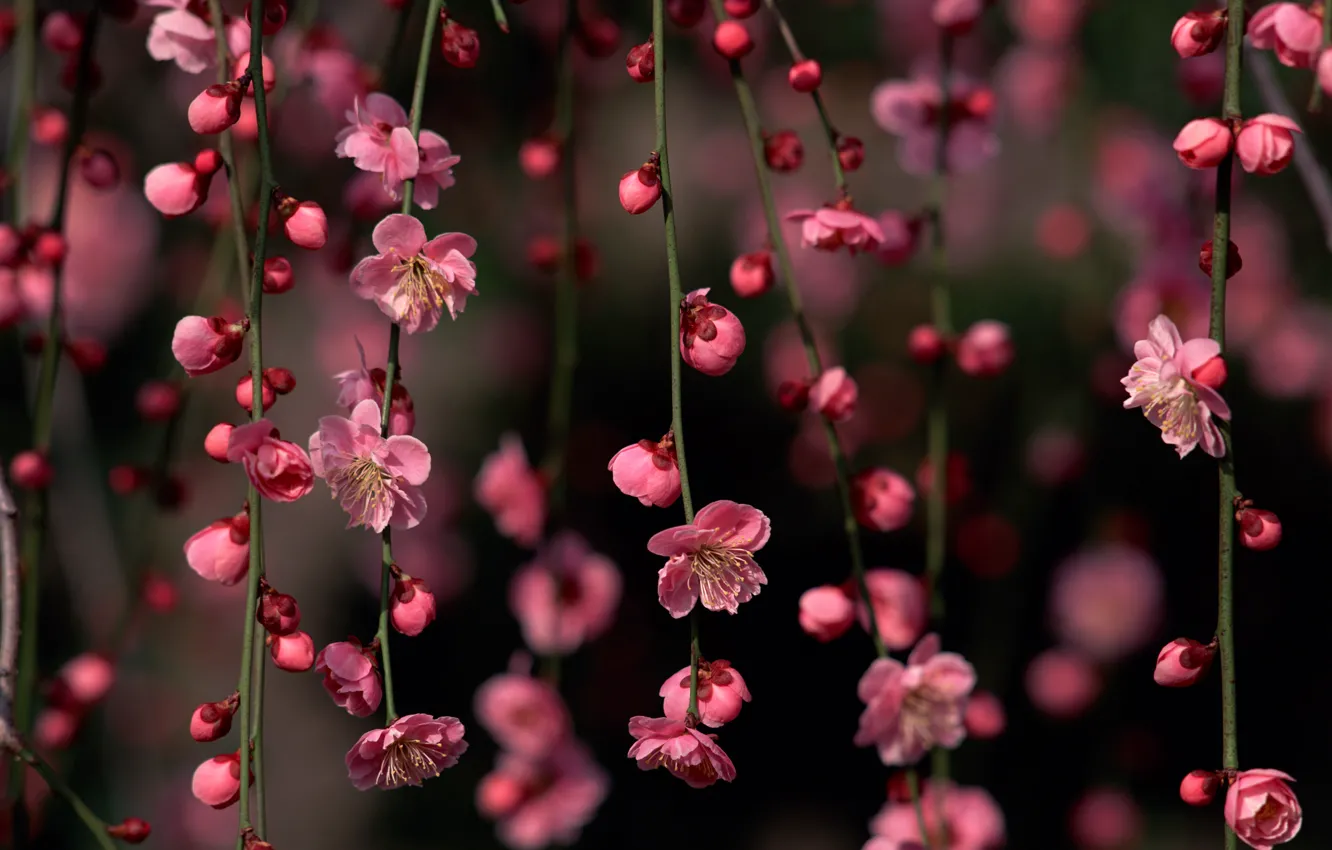 Photo wallpaper flowers, branches, Sakura, buds