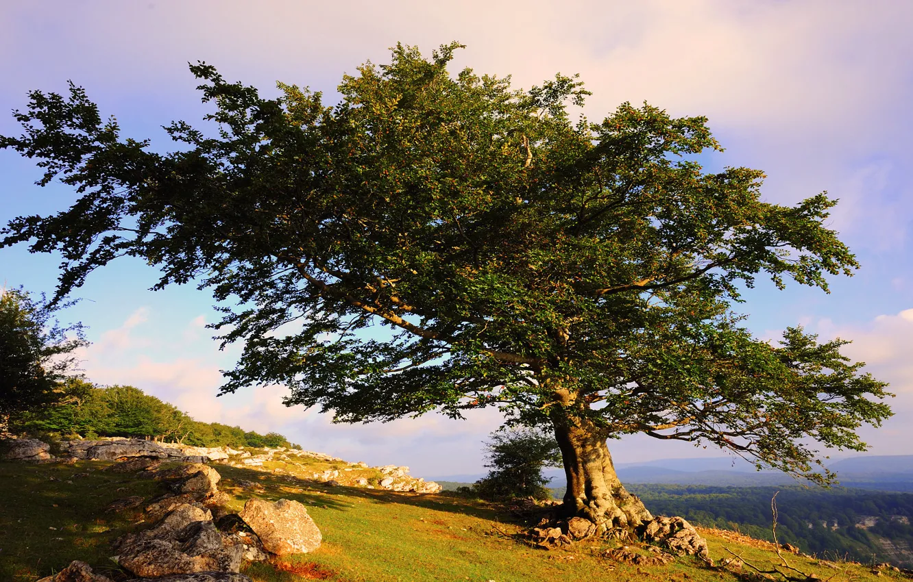 Photo wallpaper summer, trees, landscape, nature