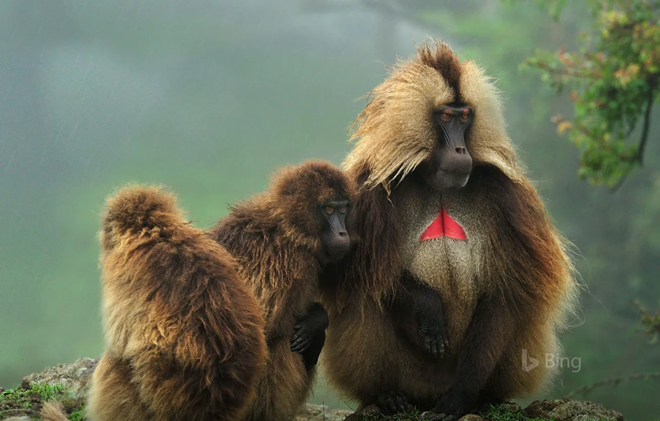 Photo wallpaper the primacy of, Ethiopia, gelada, Simien Mountains National Park