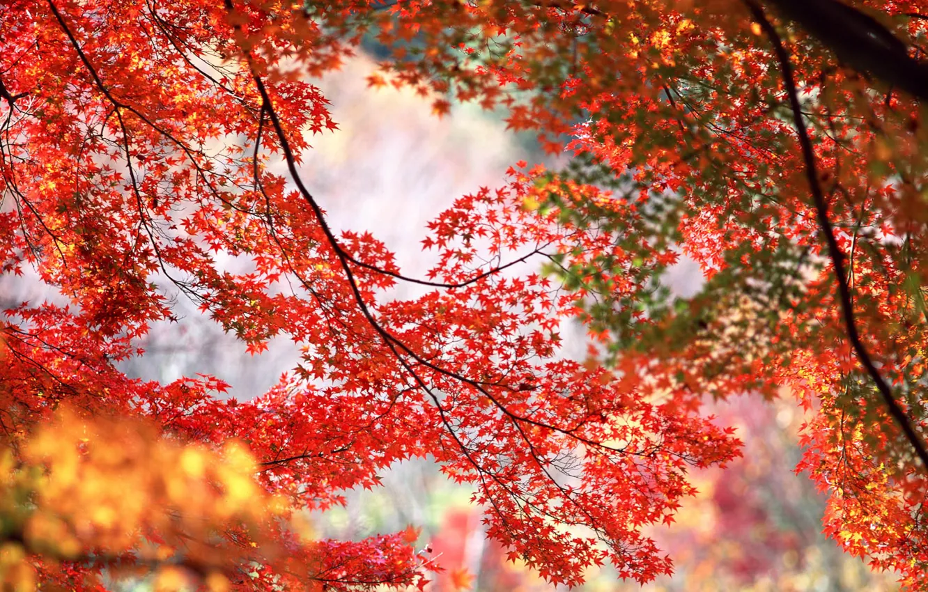 Photo wallpaper autumn, trees, branches, red, orange, maple leaves